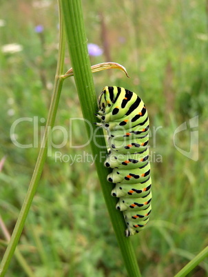 Swallowtail caterpillar