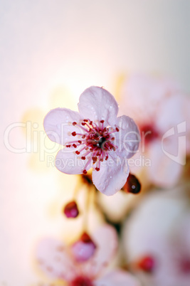 cherry tree blossom