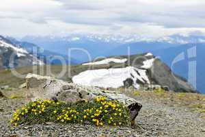 Alpine meadow in Jasper National Park