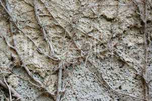 concrete roots