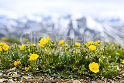 Alpine meadow in Jasper National Park