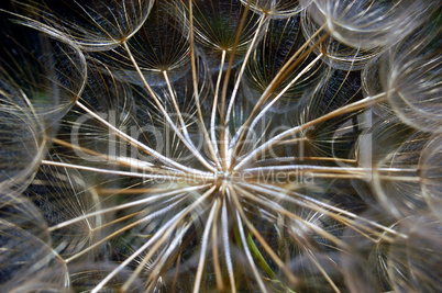 dandelion detail