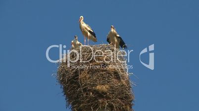 Stork family in the nest