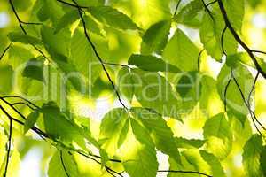 Green spring leaves