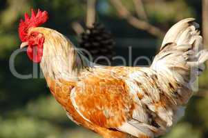 Free range rooster