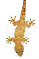 gecko lizard