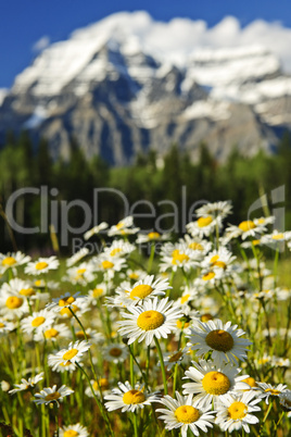 Daisies at Mount Robson provincial park, Canada