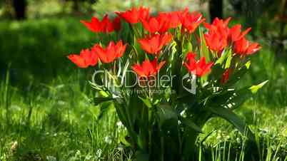 red tulip / rote Tulpen