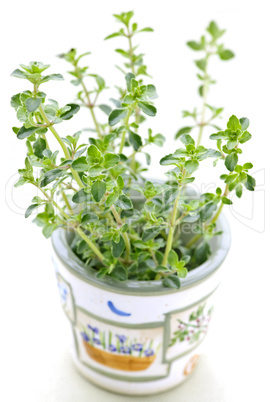 Fresh thyme on white background