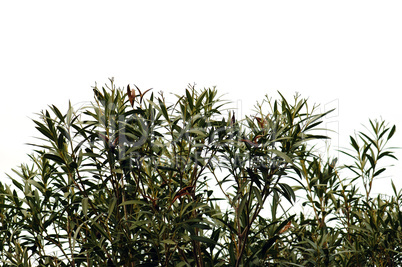 oleander leaves