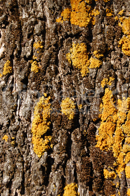 olive tree trunke wood texture