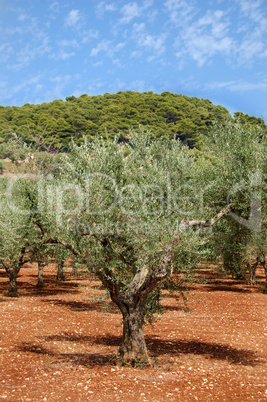 olive trees plantation