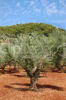 olive trees plantation