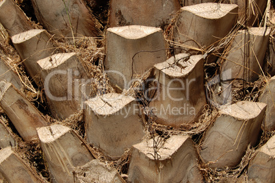 palm tree trunk