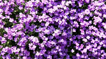 purple flowers / lila blumen
