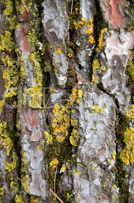 pine tree trunk wood texture