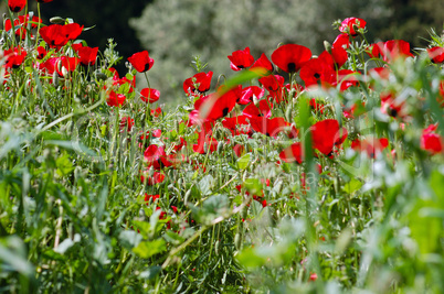 poppy flowers