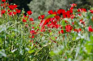 poppy flowers