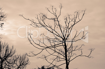 sepia trees