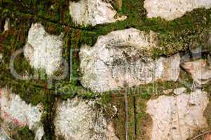 stone moss