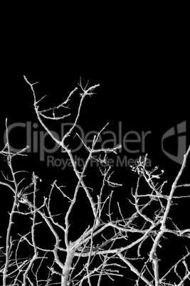 winter tree black background