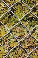 wire metal fence and fir tree texture