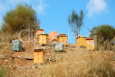 wooden beehives