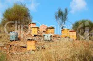 wooden beehives