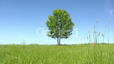 Solitary tree