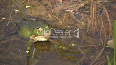 Frog in mating season