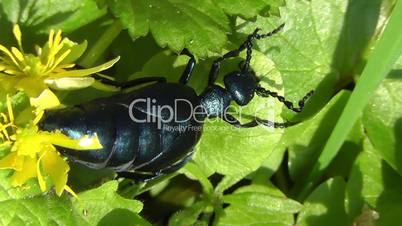 Oil Beetle - Meloidae