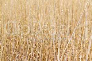 dry reed