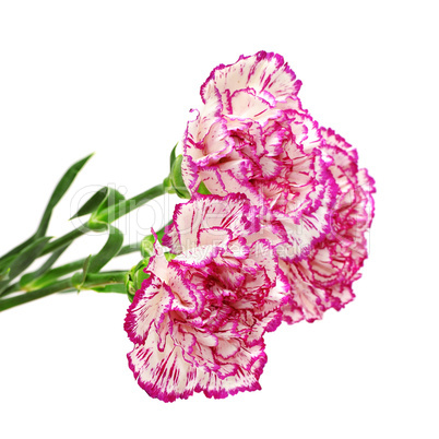 Carnations