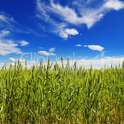 wheat field