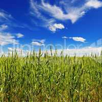 wheat field