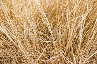 dry grass