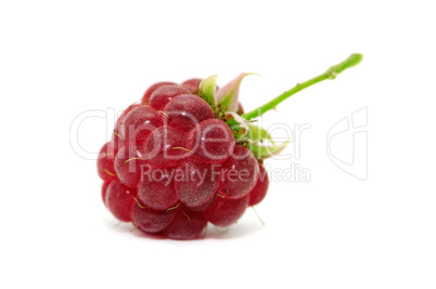 raspberry