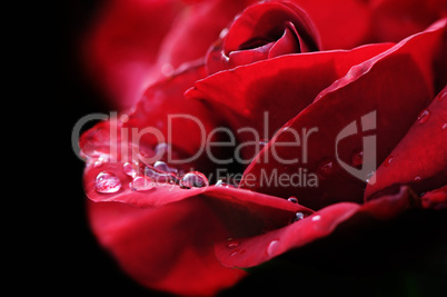 red rose