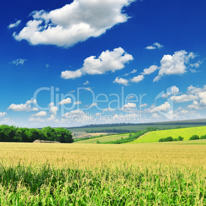 corn field