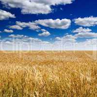 wheat field