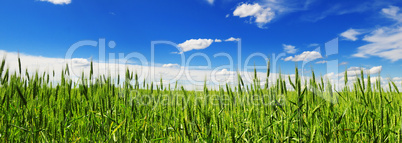 wheat field