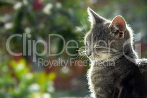 Gray cat side view portrait