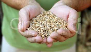 Wheat in hands