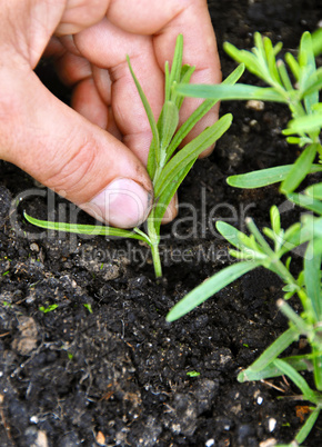 Planting lavender