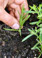 Planting lavender