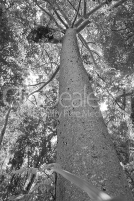 Rain Forest on the road to Kuranda