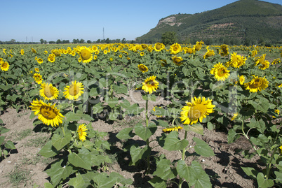 Sunflowers Meadow in Tuscany