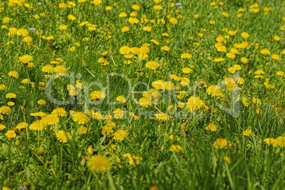 Flowering Meadow