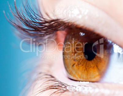 Human eyelashes close up.