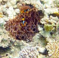 anemonefish - Red sea